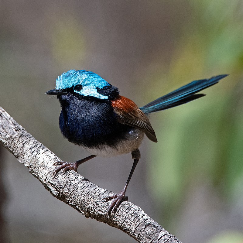 51 Most Common Western Australia Birds The Worlds Rarest Birds